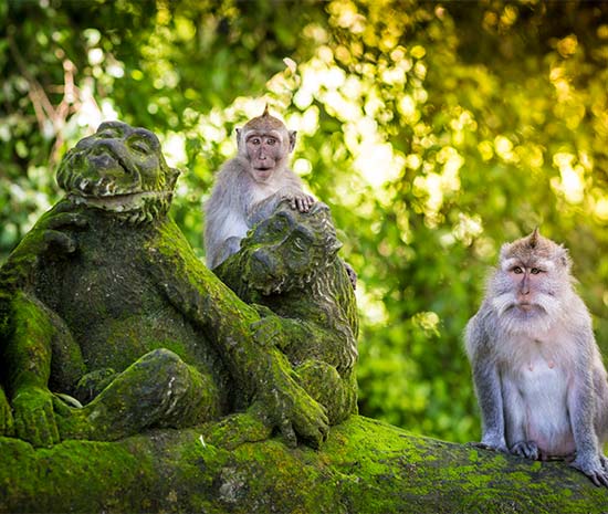 Monkey forest indonesia