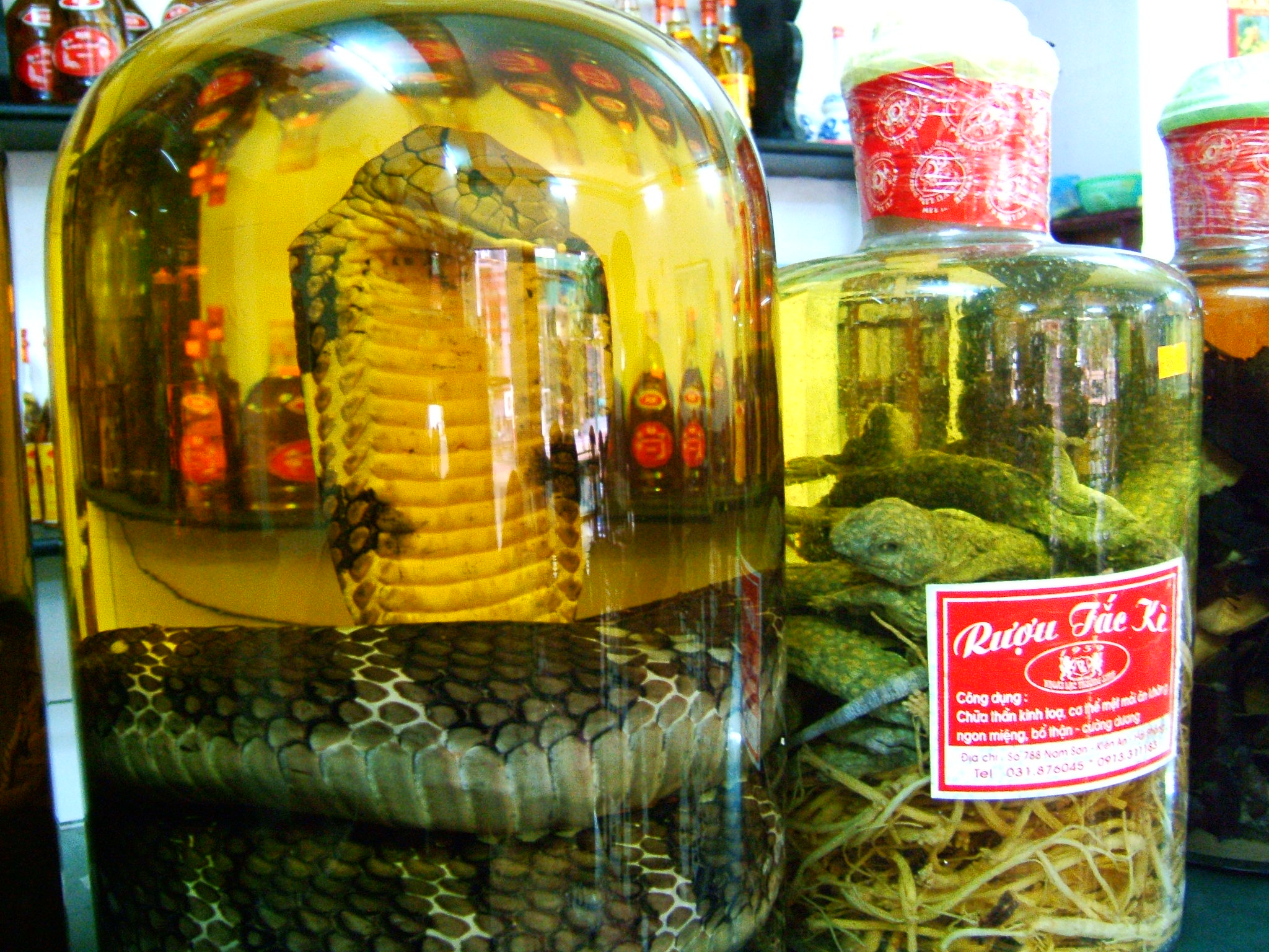 Sip on snake wine in Vietnam