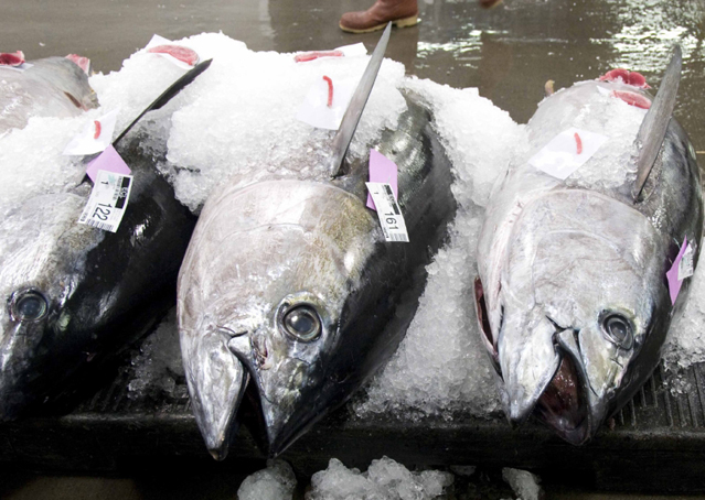Chew on a tuna eyeball in Japan