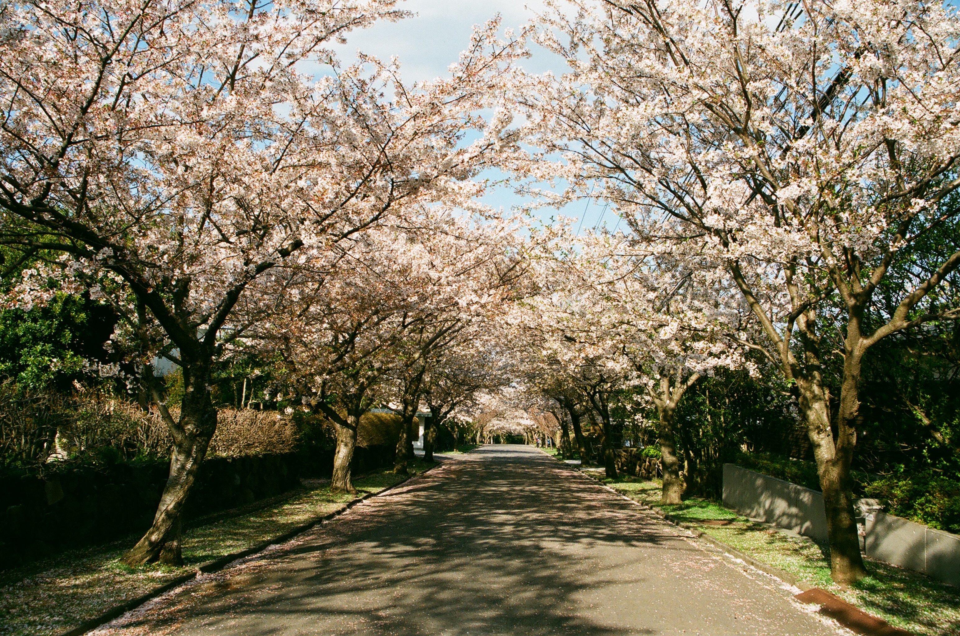 Fuji at Kawana Hotel | Ito, Japan