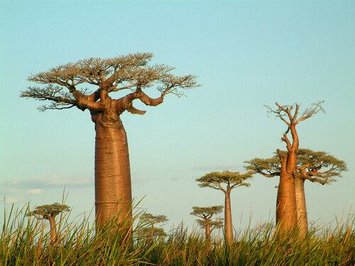 Madagascar: The man-eating tree