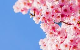 The Top Cherry Blossom Spots in Japan