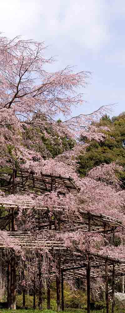 Best Cherry Blossom Spots in Kyoto to Avoid the Crowds 