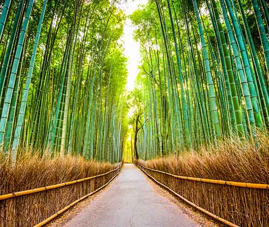 Get Lost in the Sagano Bamboo Forest, Kyoto
