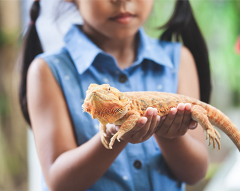 See Iguanas at Kula Eco Park