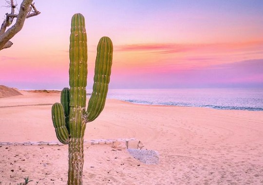 Cactus on the beach in Mexico